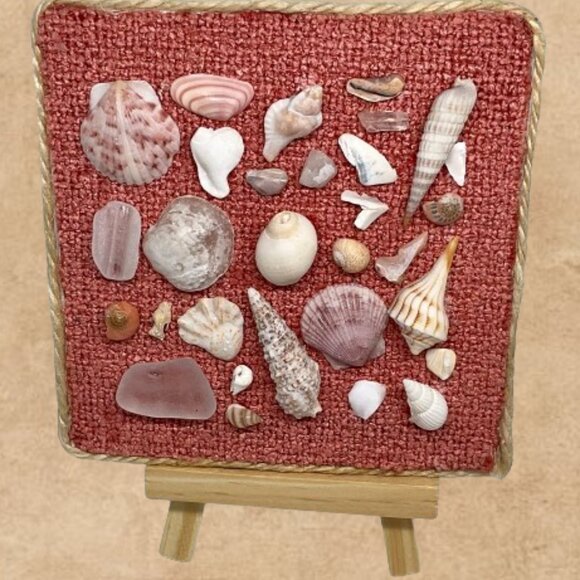 Pretty Pink Shell Display - Picture 3 of 6